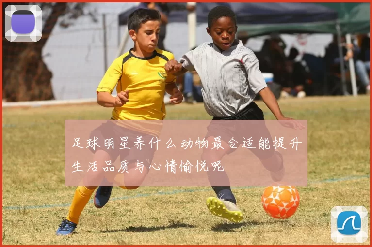 足球明星养什么动物最合适能提升生活品质与心情愉悦呢